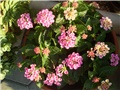 lantana